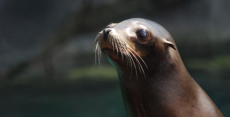 Leões-marinhos doentes estão a dar à costa na Califórnia por causa